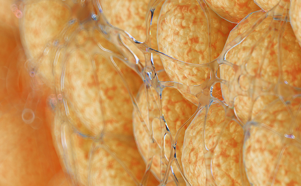 PRP fat grafting key feature 5 skin elasticity and tightening effect via collagen regeneration at NANA